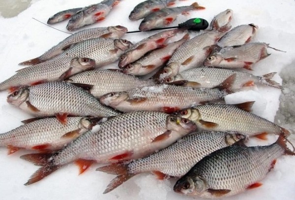 Мормышки для плотвы в глухозимье