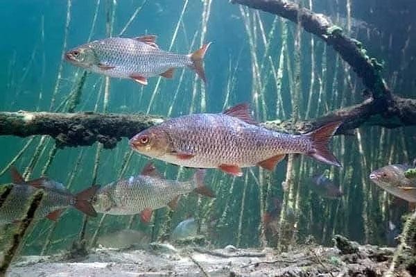  Ловля Плотвы (Зимой) на Мормышку | Топ-7 Самых Лучших Мормышек. Фото и Видео	 