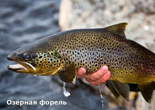  Форель. Популярные виды форели. Фото и Описание. Видео	 