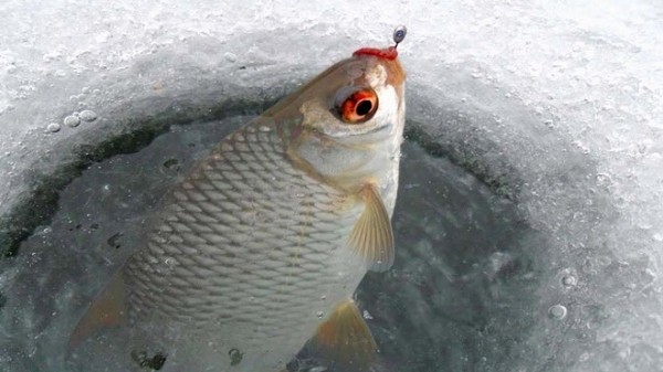 Мормышки для плотвы в глухозимье