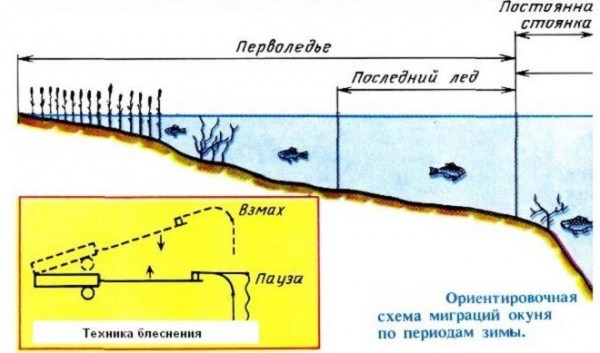 Хитрости ловли окуня по первому льду – тактика, снасти и приманки