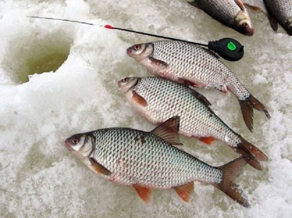 Мормышки для плотвы в глухозимье