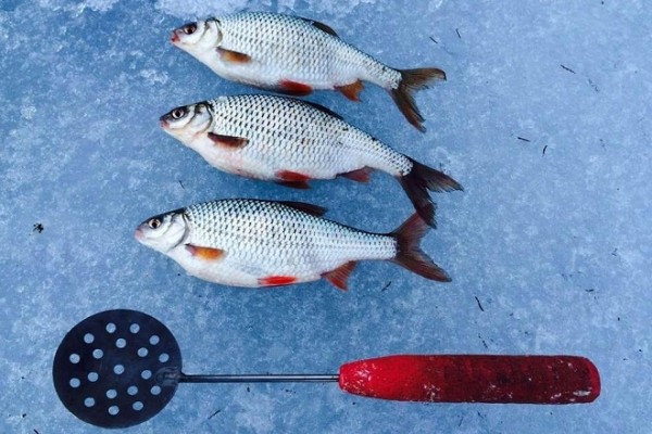 Мормышки для плотвы в глухозимье