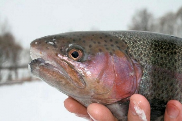 Ловля форели зимой на платниках и диких водоемах