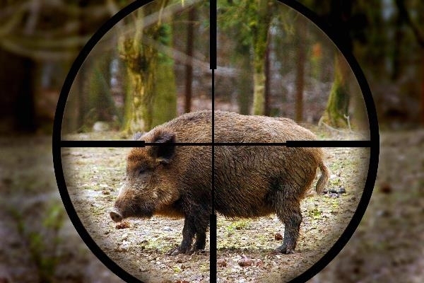 9 способов охоты на кабана: секреты бывалых