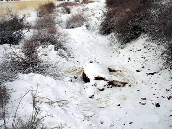 Все об охоте на волков: оружие, поиск дичи, тактика и методы