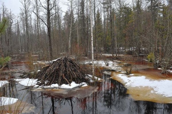 Секреты успешной охоты на бобра в разное время года