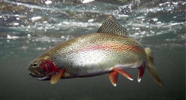 Ловля форели зимой на платниках и диких водоемах