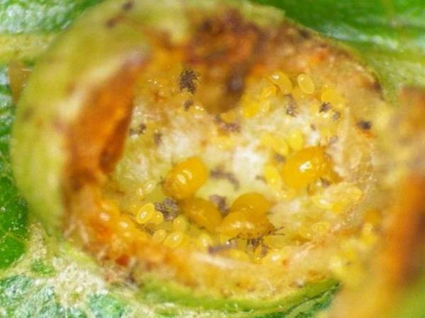 Вредители кустов черной и красной смородины. Меры борьбы