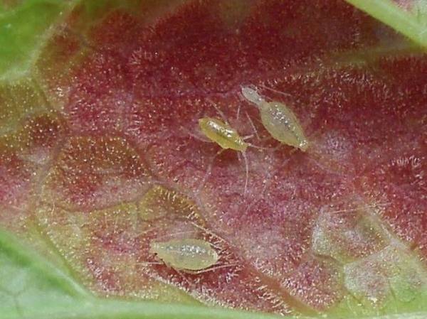 Вредители кустов черной и красной смородины. Меры борьбы