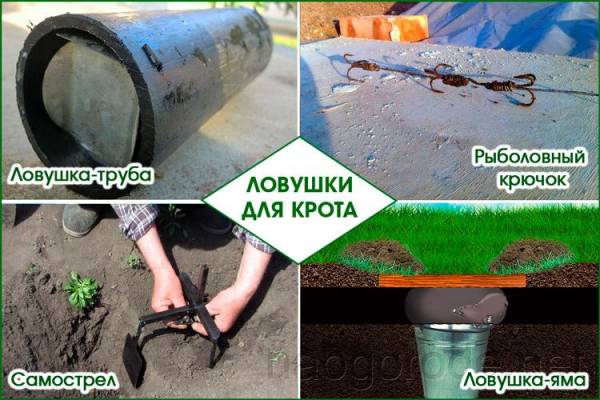 Описание разных способов борьбы с кротами на огороде