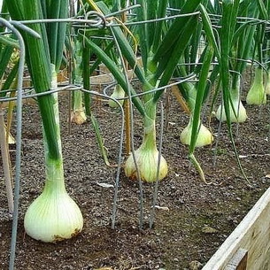 Болезни и вредители лука и чеснока: описание и меры защиты