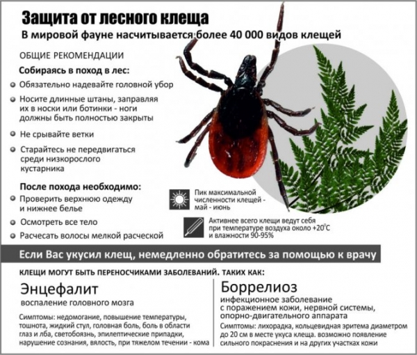 Хождение по мукам с укусом клеща: феерический личный опыт