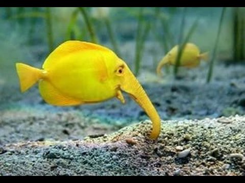 Виды морских рыб