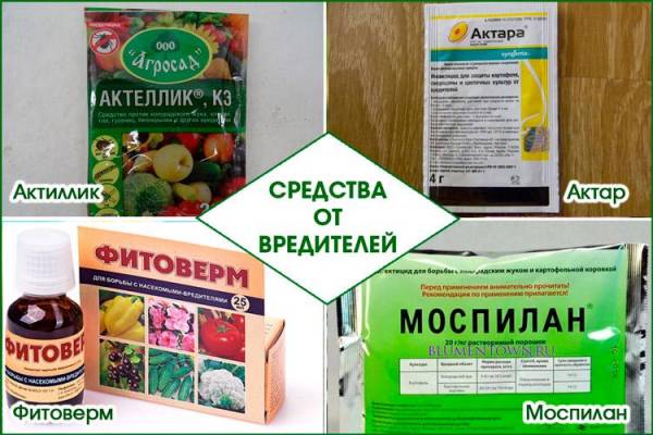 Заболевания фиалок и способы их лечения