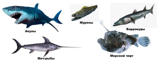 Виды морских рыб