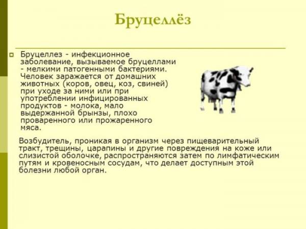 Защита и обработка коз от клещей. Молоко и клещевой энцефалит Чем обработать дойных коз от клещей