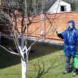 Вредители яблонь и груш: фото и меры борьбы