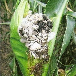 Болезни и вредители кукурузы: описание и способы борьбы