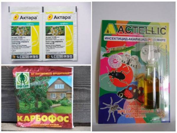 Галловая тля на кустах смородины – как не упустить момент