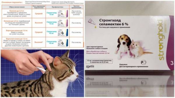 Капли на холку Стронгхолд как использовать для собак
