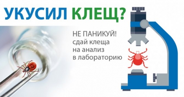 Хождение по мукам с укусом клеща: феерический личный опыт