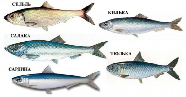 Виды морских рыб