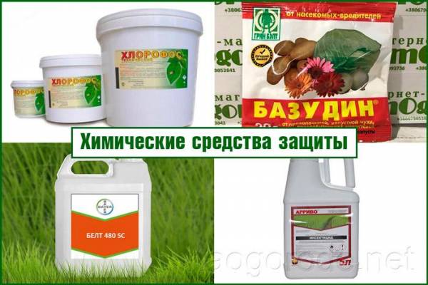 Защитные меры для успешного развития огородных культур