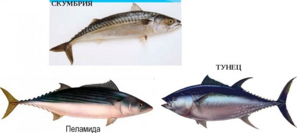 Виды морских рыб