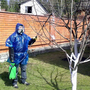 Болезни и вредители вишни и сливы: фото и способы борьбы