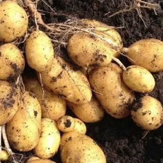 Болезни и вредители картофеля: описание и эффективная защита