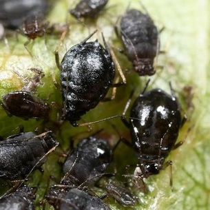 Болезни и вредители косточковых культур: описание и способы борьбы