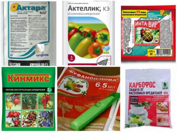 Как избавиться от тли на малине: чем лучше обработать и как избавиться?