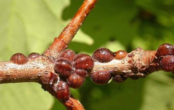 Вредители кустов черной и красной смородины. Меры борьбы