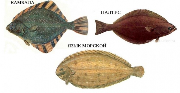 Виды морских рыб