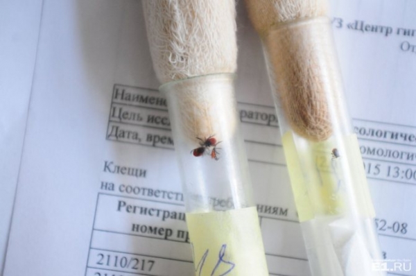 Хождение по мукам с укусом клеща: феерический личный опыт