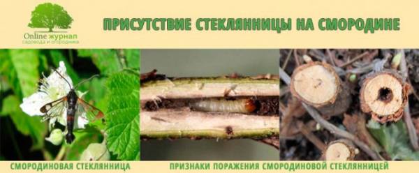 Вредители кустов черной и красной смородины. Меры борьбы