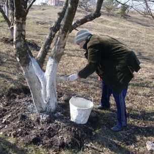 Комплексная защита сада от вредителей и болезней