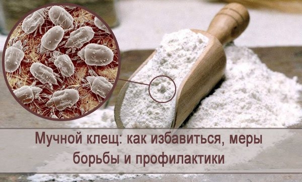 Мучной клещ: описание, местообитание, способы борьбы