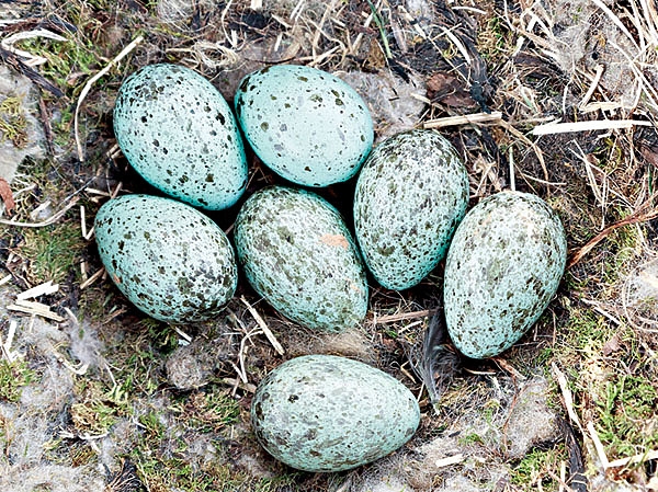 Главный санитар