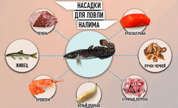 Налим. Внешний вид, описание рыбы и методы ловли.