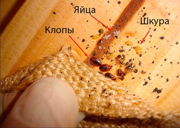 Чем славится средство от клопов Таран?