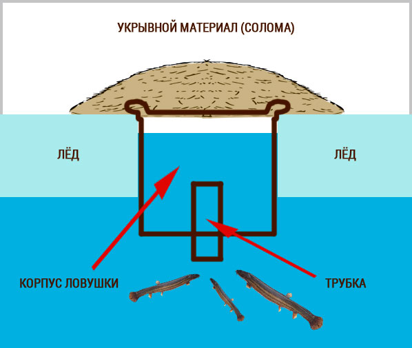 Вьюн: описание рыбы и методы ловли