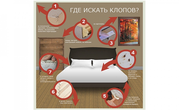 Спрей от клопов или аэрозоль – что лучше?