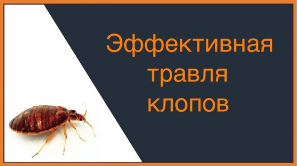 Средство Форсайт для уничтожения клопов