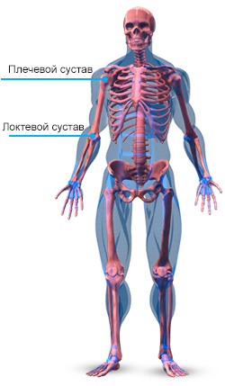 Анатомия мышц рук — Научный подход к тренировке рук