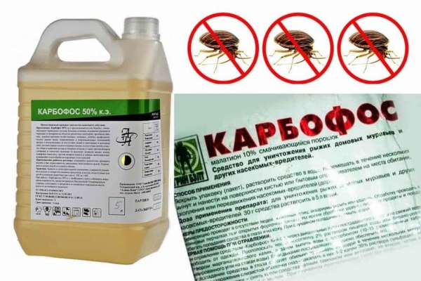 Клопы в квартире и доме: как избавиться самостоятельно раз и навсегда эффективными средствами