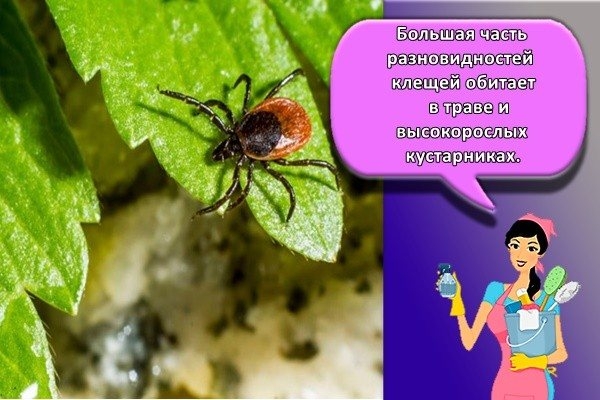 Среда обитания пылевых клещей в домашних условиях. Как избавиться от паукообразных?