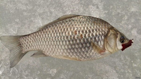 Ловля карася на мормышку зимой
