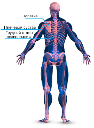 Анатомия мышц спины. Научный подход к тренировке спины